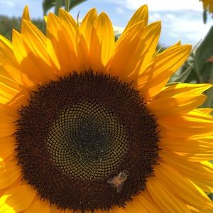 Meet your Posher, Wayka marie